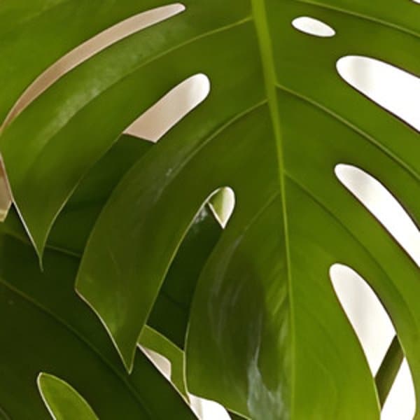 Plant close-up — AI enhanced at 2x resolution