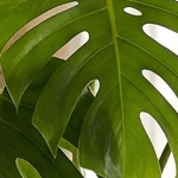 Plant close-up — original, enlarged without AI